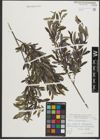 Foto von Salix purpurea L.